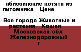 абиссинские котята из питомника › Цена ­ 15 000 - Все города Животные и растения » Кошки   . Московская обл.,Железнодорожный г.